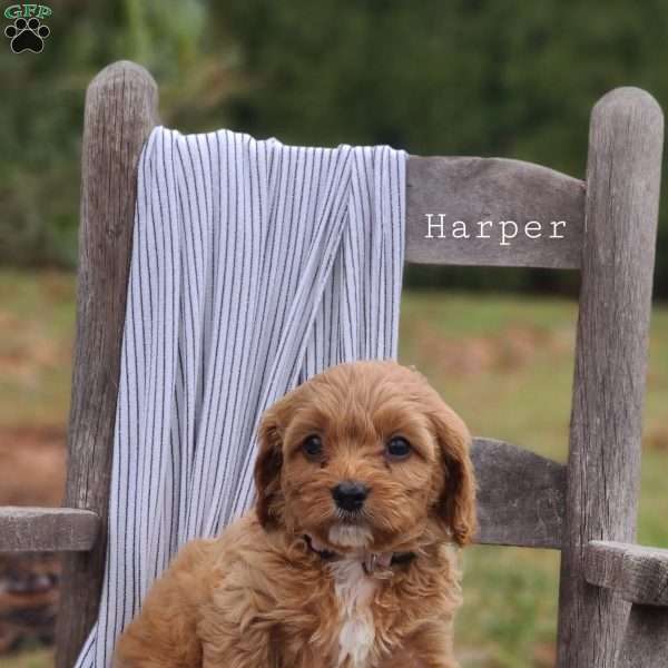 Harper, Cavapoo Puppy